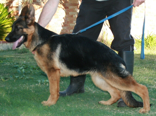 Ellie @ 4 & half months of age