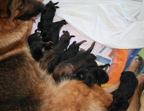 Lorna & her new borns 5 days old