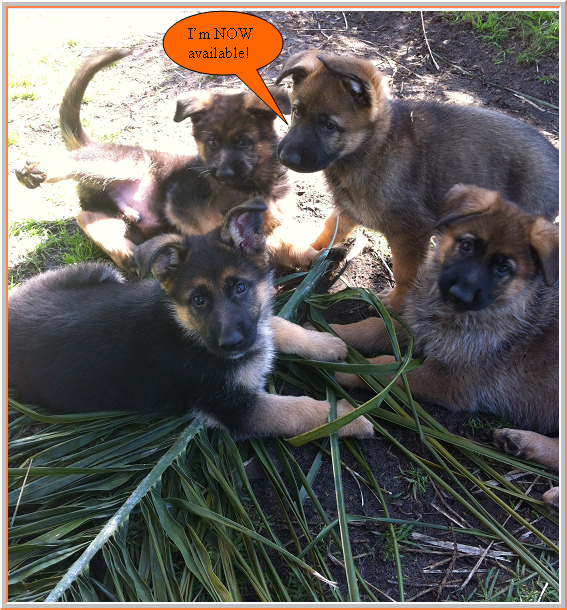 German Shepherd pups at 8 weeks