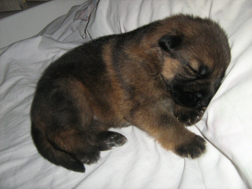 cute as a button @ 2 weeks old
