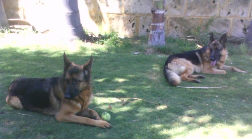 Mum and Dad (Ellie left & Hagrid right)