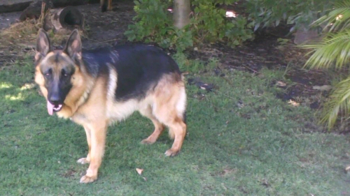 Hagrid @ 2 years of age photo taken 22 Dec 2009