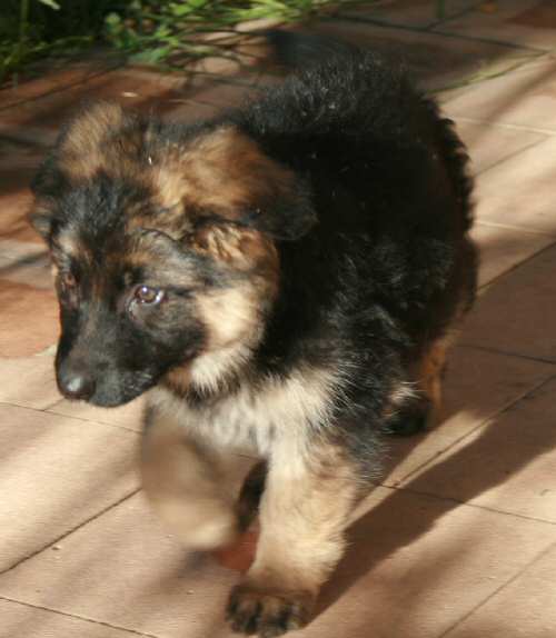 9 Weeks old