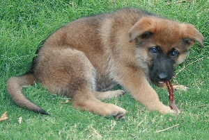 Sable Male 9 wks