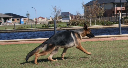 Mambo on the walk 6mths