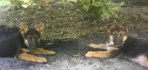 Phoenix on left & Peaches on Right