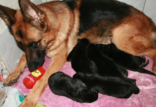 Mum 'Pink' with her brood.. and can of Dog Beer
