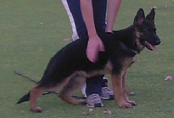 'Vice'.....at 3 mths